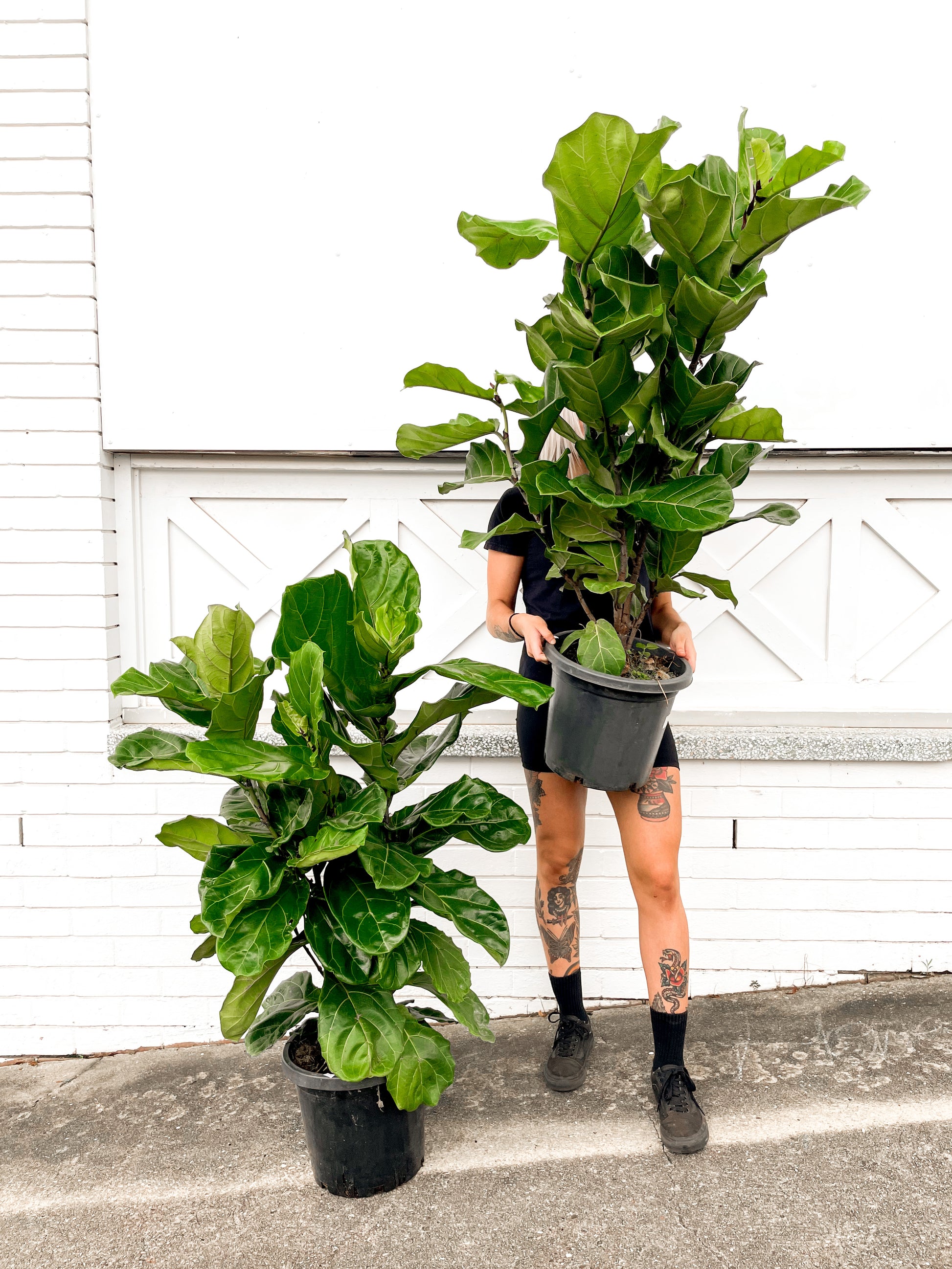 fig plant pot size Fiddle Leaf Fig (300mm Pot Size)