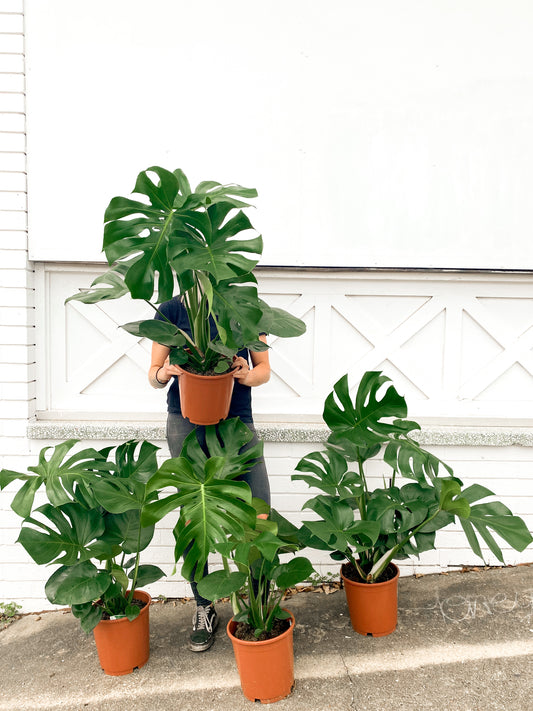 Monstera Deliciosa (250mm pot size)