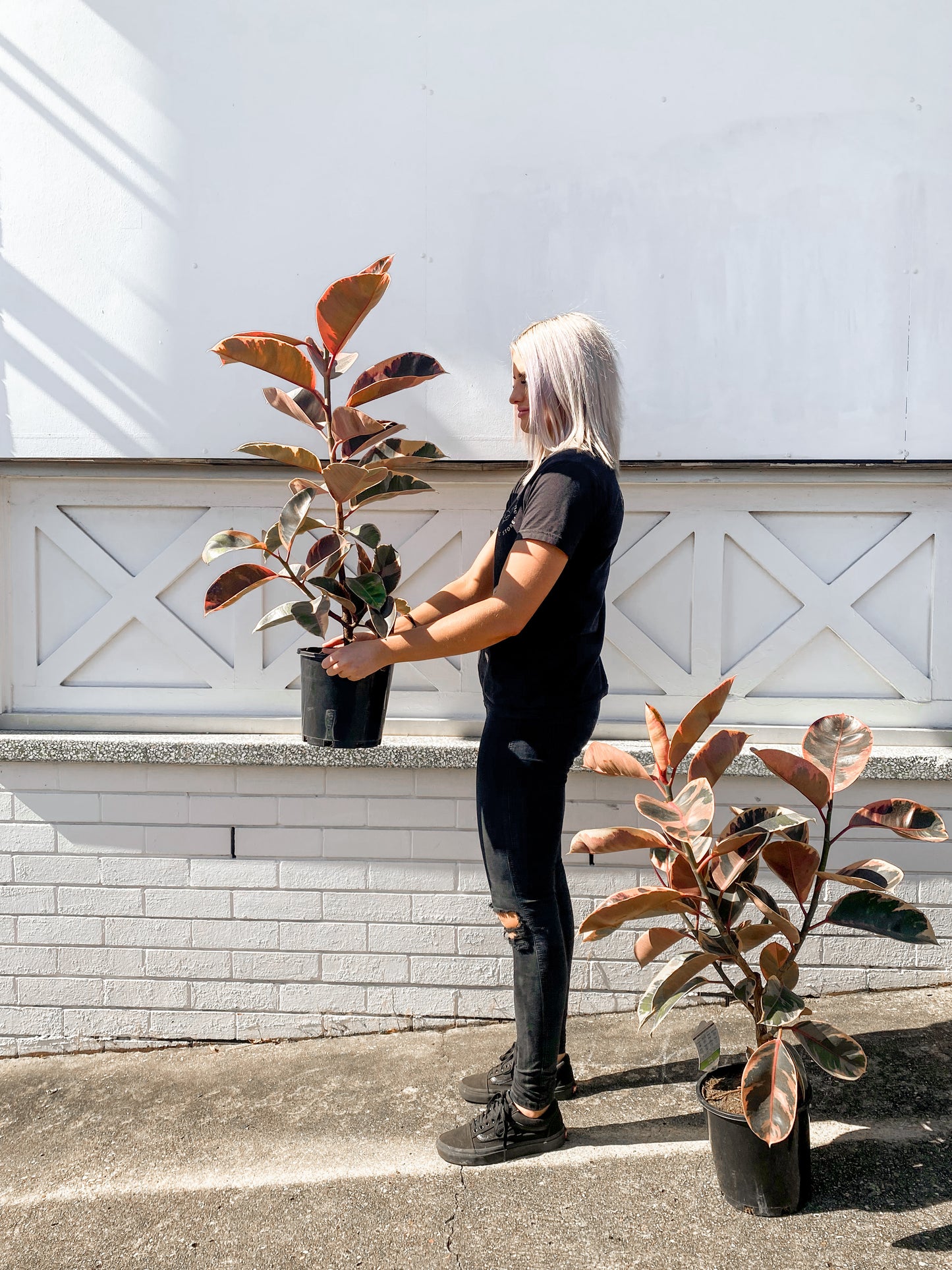 Ficus Elastica, Ruby (200mm Pot Size)