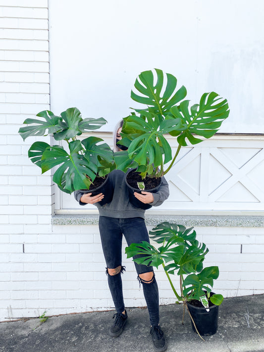Monstera Deliciosa (250mm pot size)