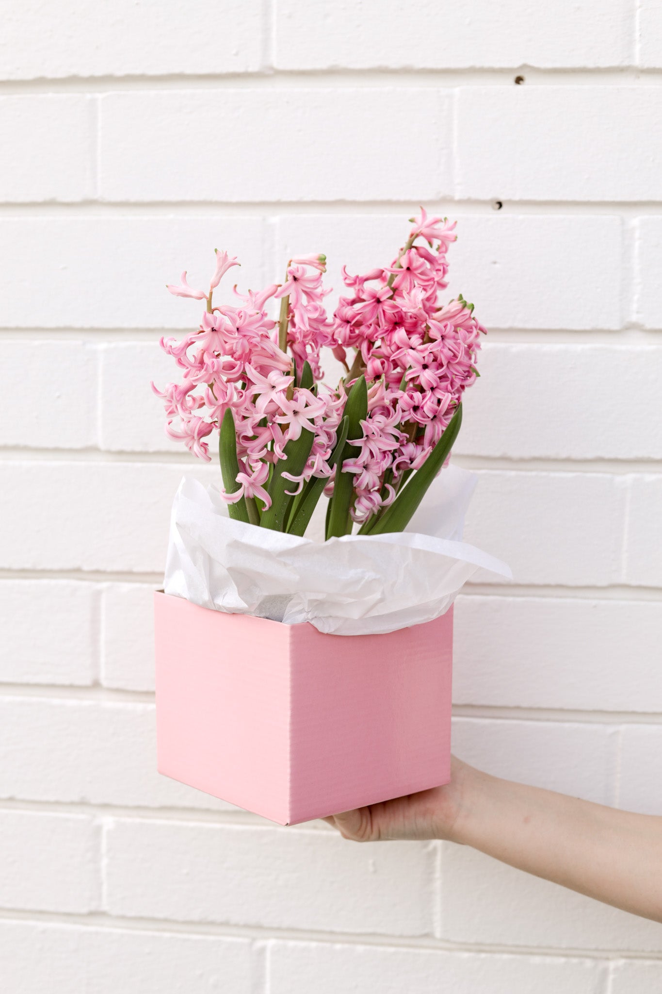 Pink Hyacinth flower box