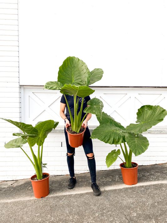 Alocasia macrorrhiza (250mm Pot Size)