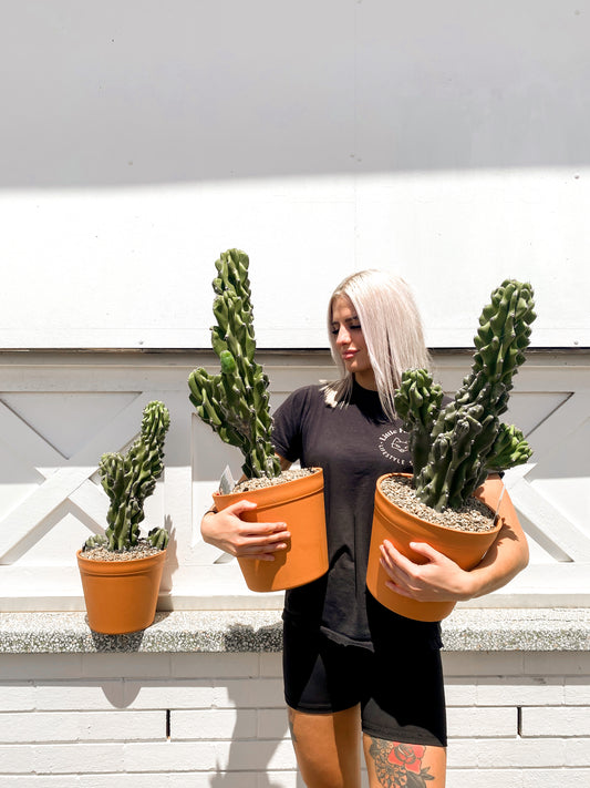 Cereus Monstrose (230mm pot)