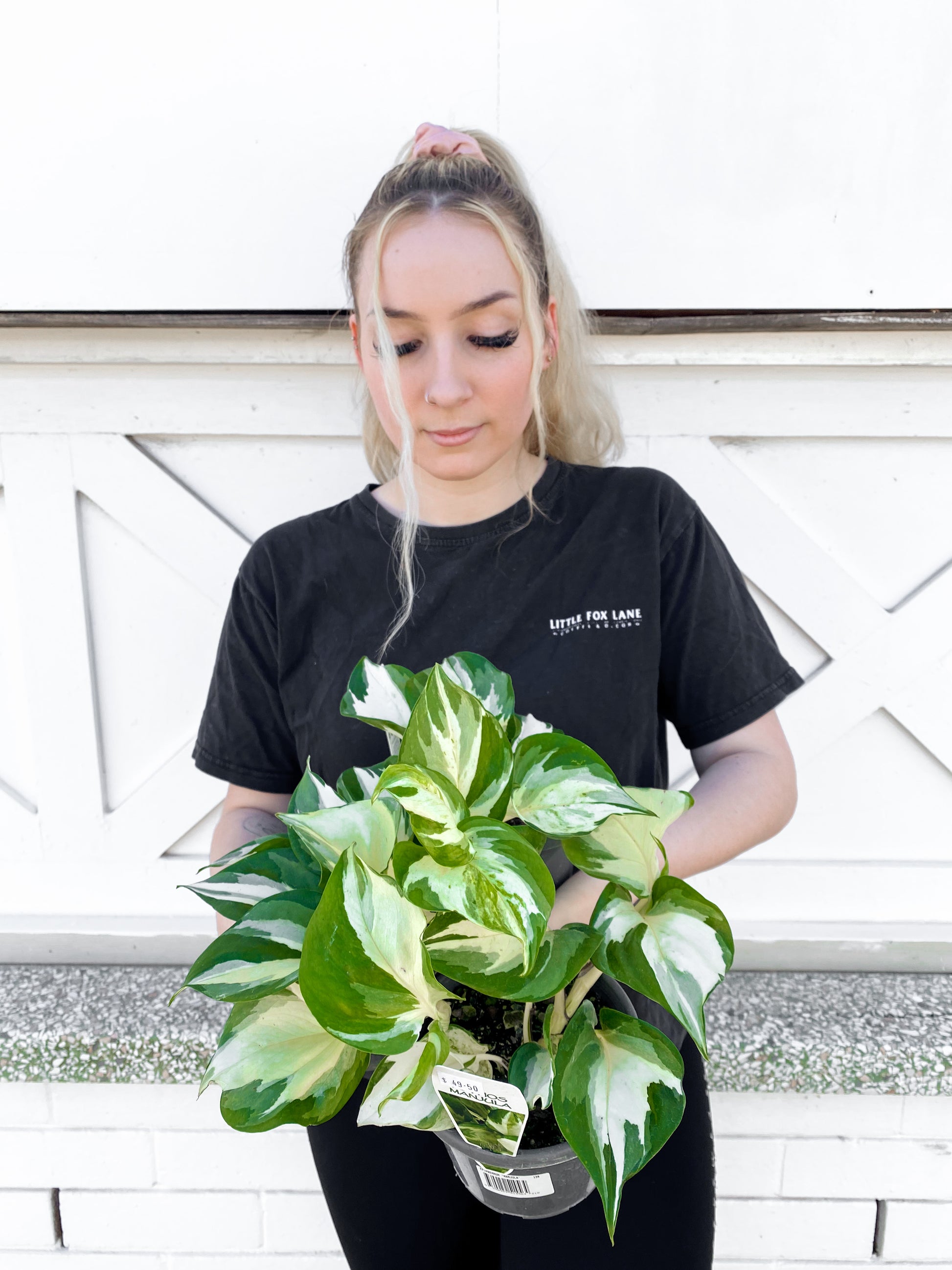 are manjula pothos rare *Rare, Pothos Manjula (130mm Pot Size)