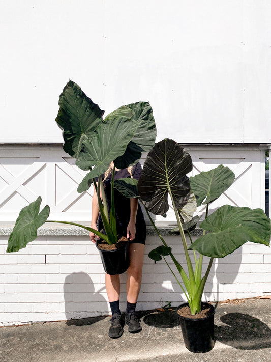 Alocasia Regal (250mm pot size)