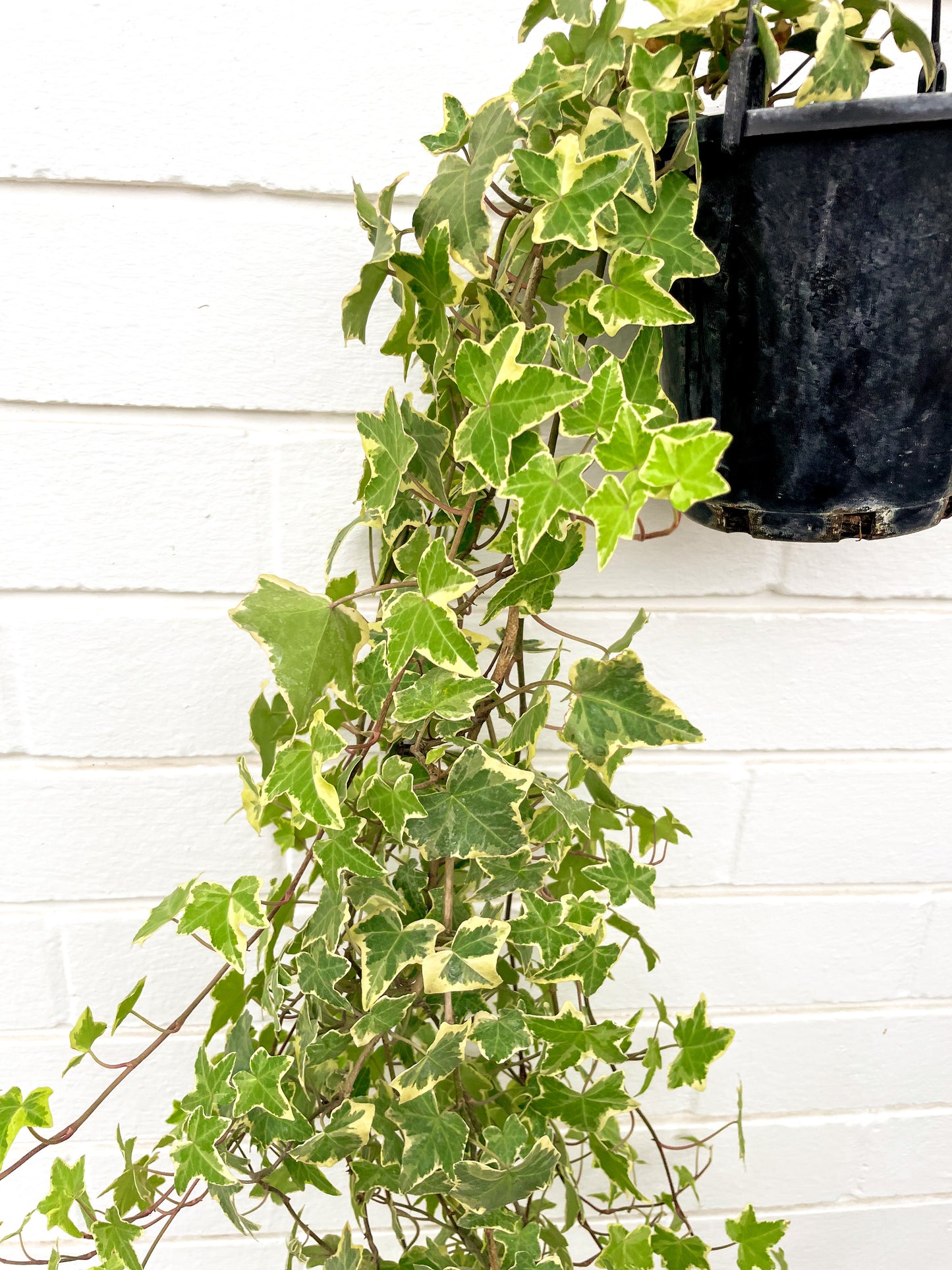 Ivy variegated (130mm pot size)