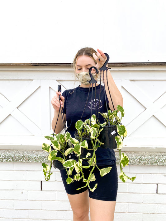 Pothos Snow Queen (130mm Pot Size)