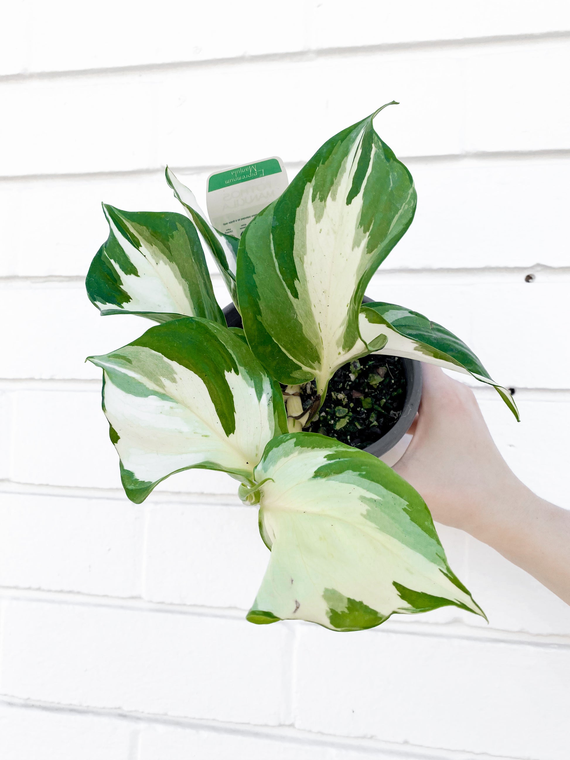 manjula pothos rare Rare, Pothos Manjula (130mm Pot Size) – Little Fox Lane