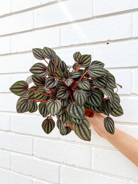 Peperomia Piccolo Banda (120mm Pot Size)
