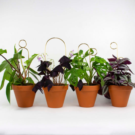 Mini Gold Plant Stakes