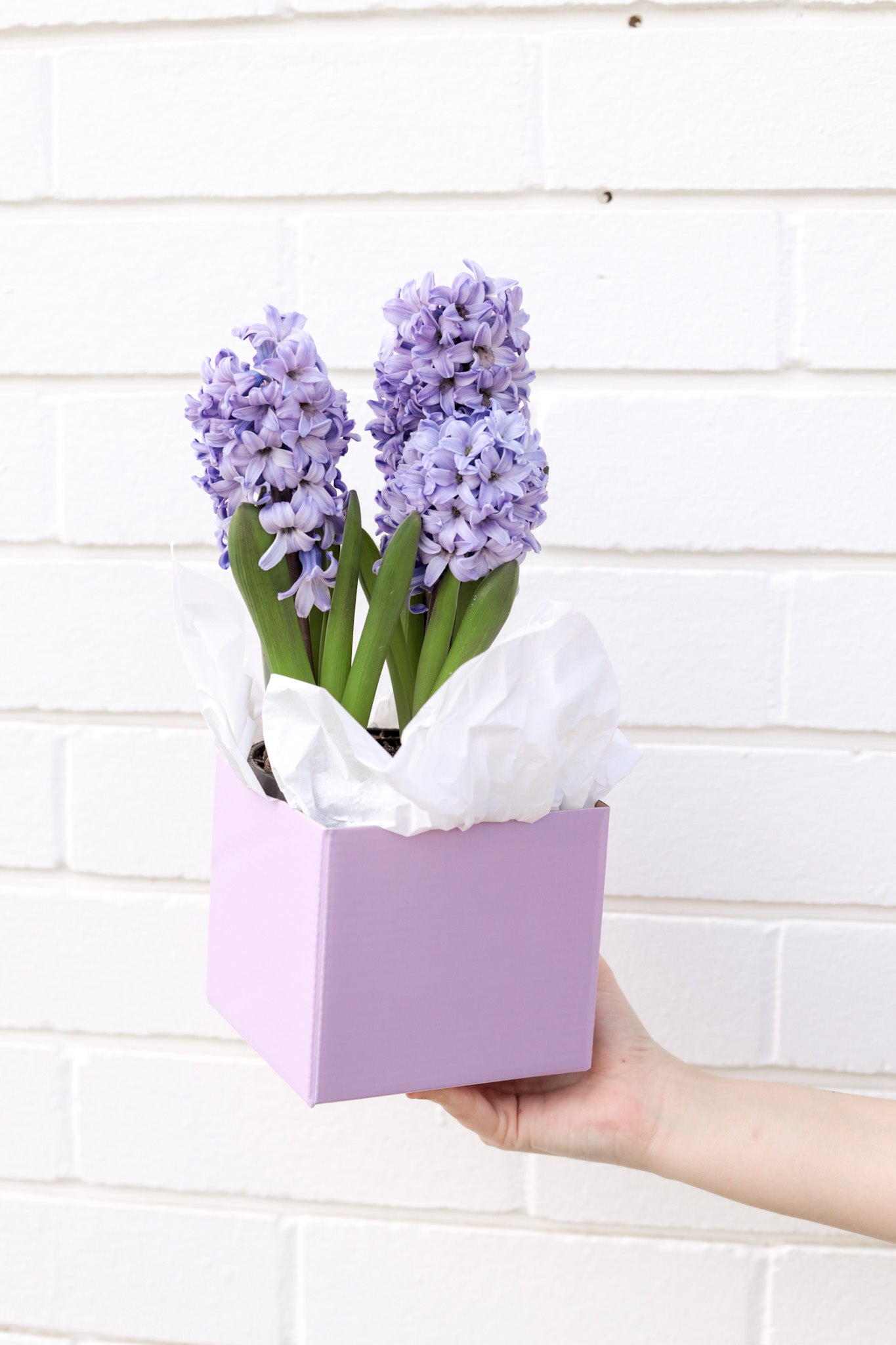 Purple Hyacinth flower box