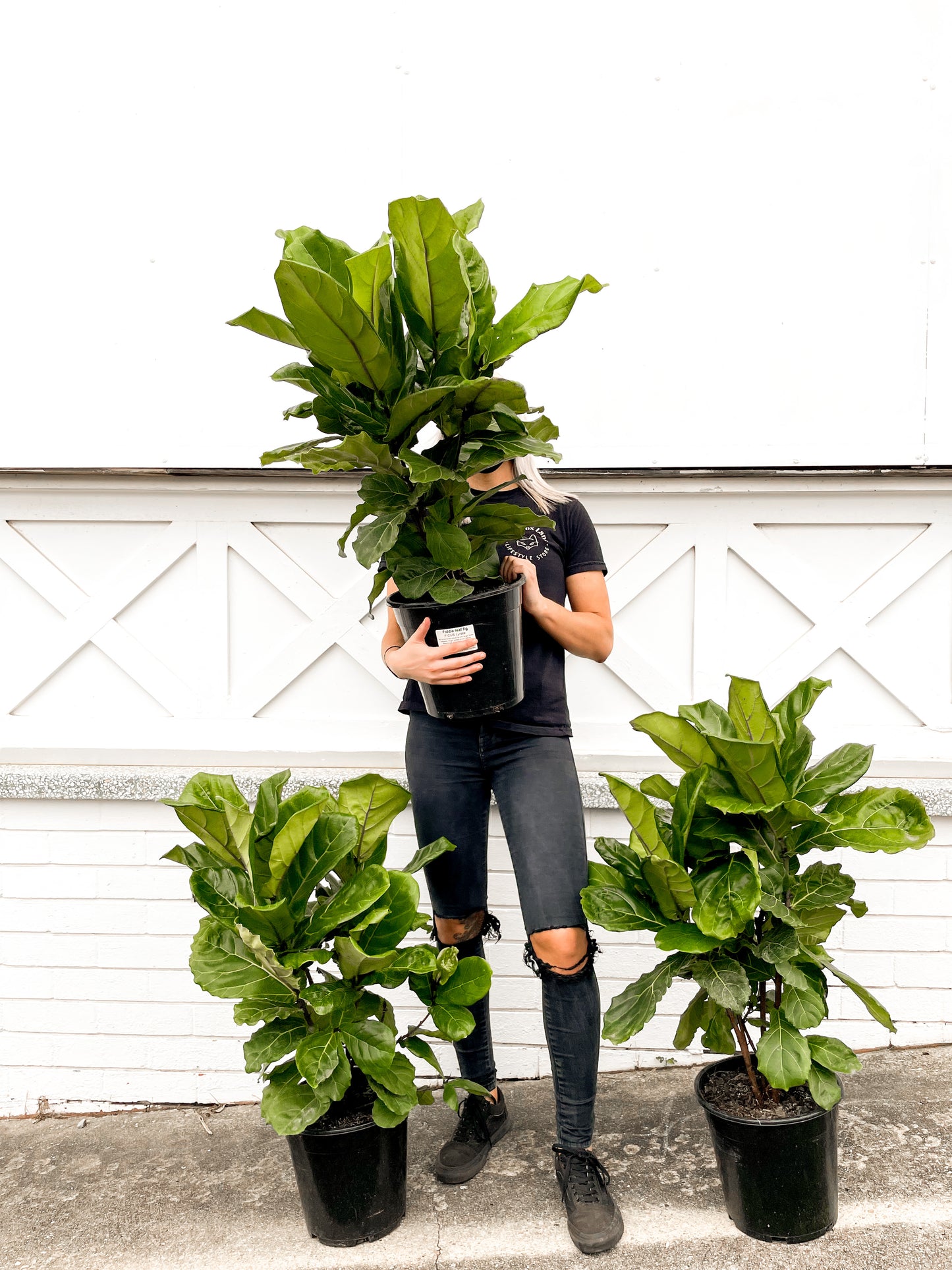 Fiddle Leaf Fig (250mm Pot Size)