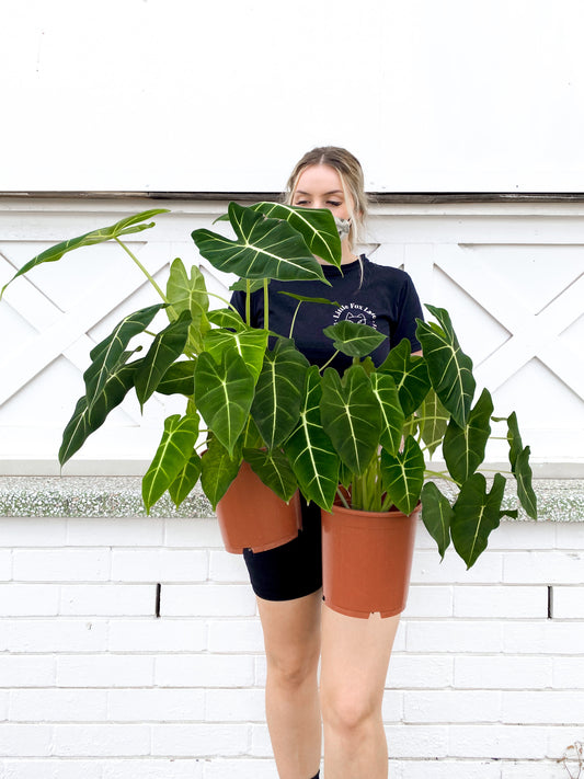 Alocasia Frydek, green velvet (180mm Pot Size)