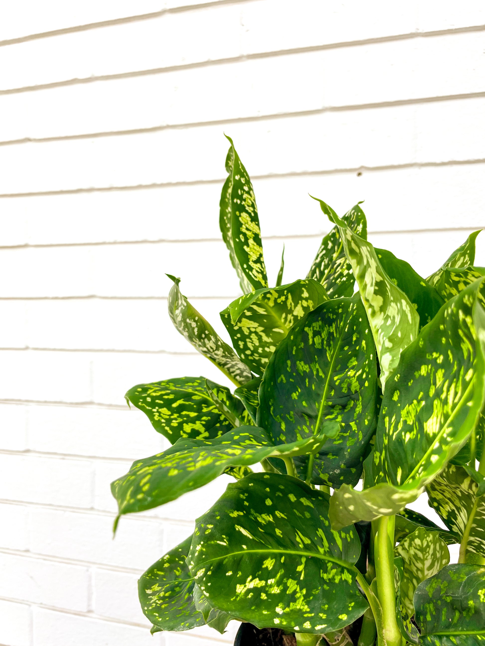 aglaonema reflector Dieffenbachia, Reflector (180mm pot size) – Little Fox Lane