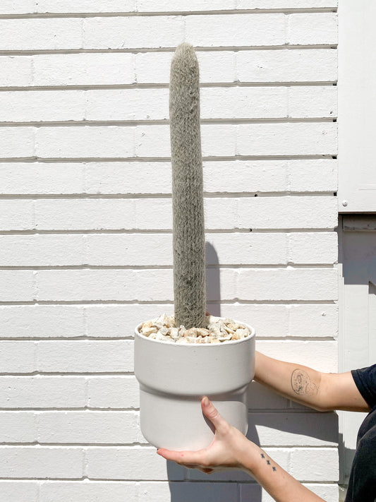 Cleistocactus strausii planted in White Basil pot (210mm)