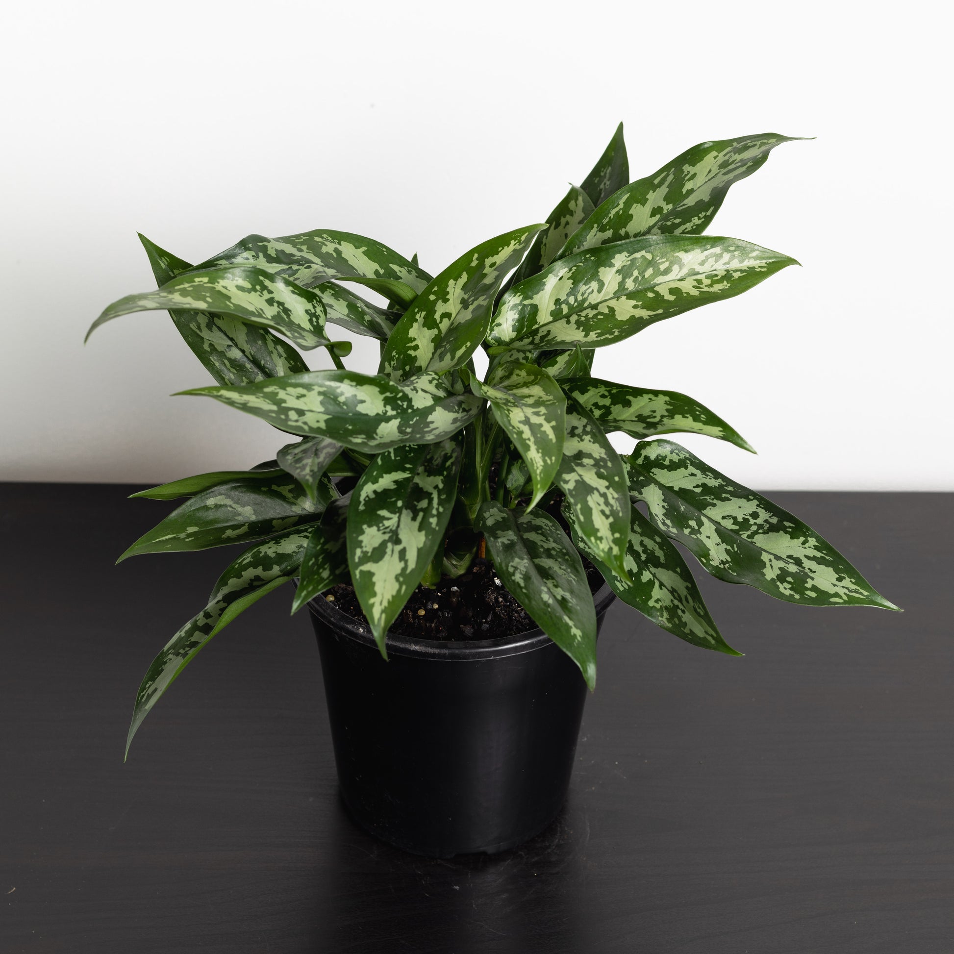 aglaonema marie Aglaonema Marie (175mm Pot size)