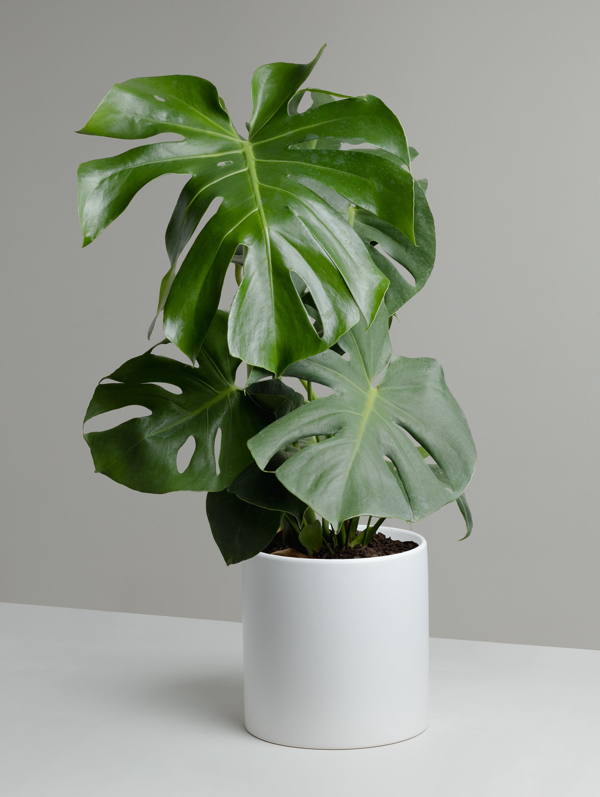 buy monstera deliciosa brisbane Monstera Deliciosa (200mm pot size)